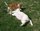 Trächtige Beaglehündin mit älterem Welpen